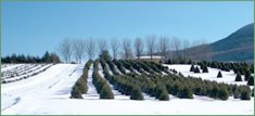 Pleasant Valley Tree Farm