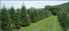 Pleasant Valley Tree Farm